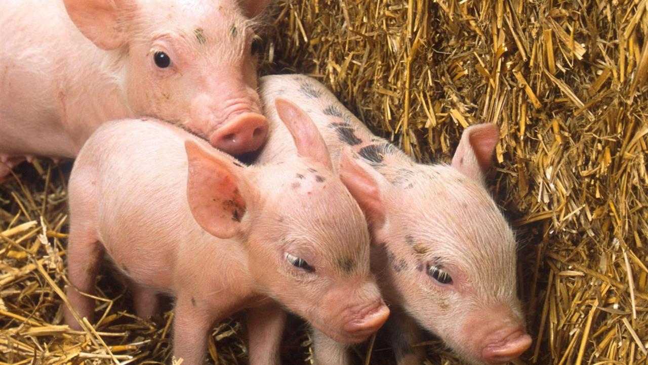 Sådan fravænner du dine smågrise uden brug af zink