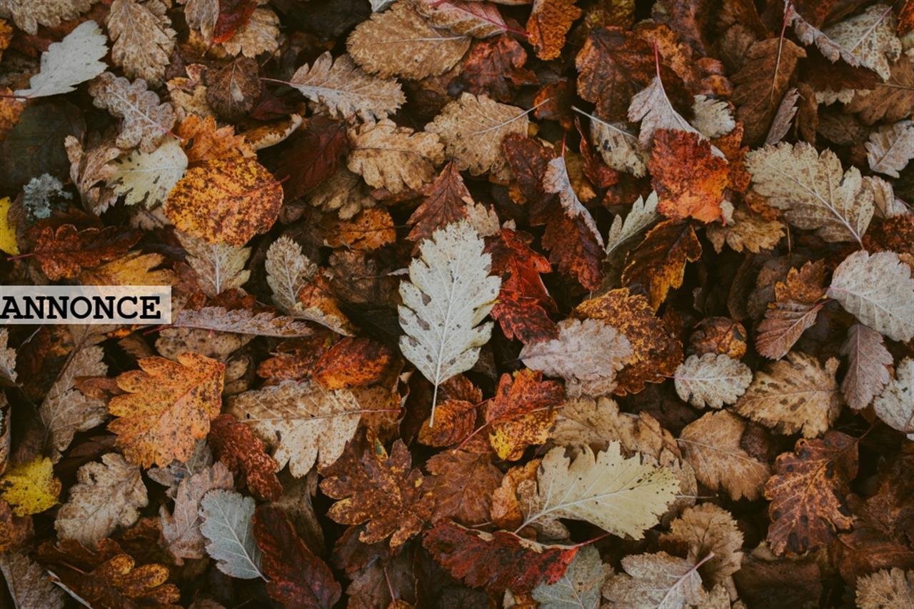 Udnyt efterarets nedfaldne blade og hjælp bade din have og miljøt