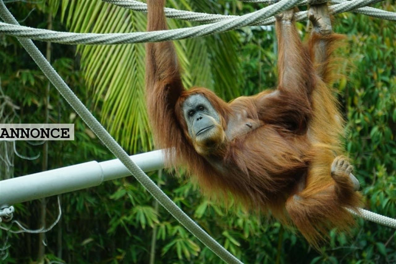 Ålborg byen der byder pa kultur