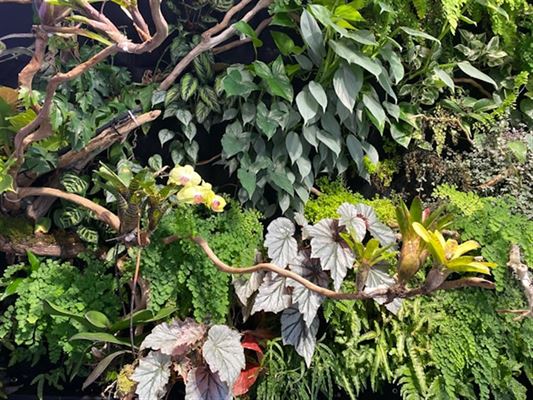 Plantevæg til erhverv – En grønnere fremtid for arbejdspladsen